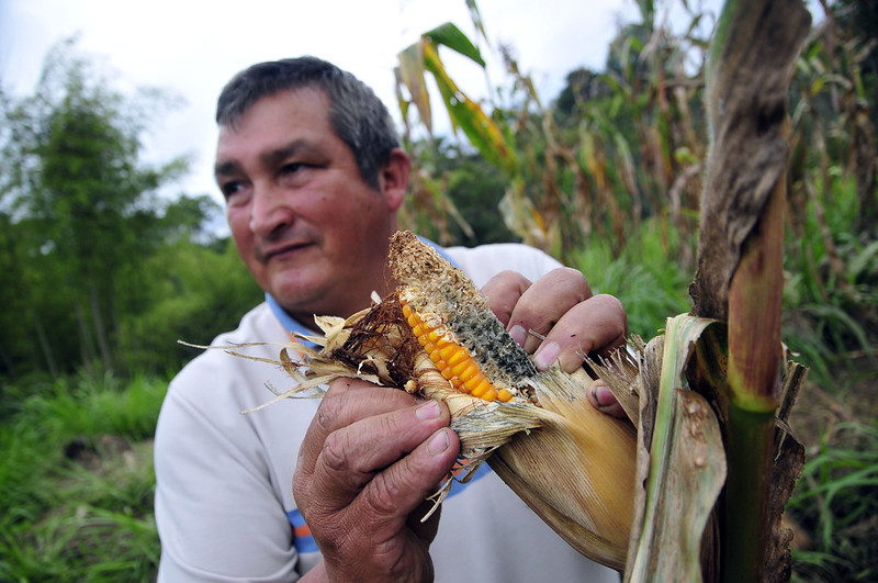 A maize farmer with his crop, which has been destroyed by parrots, whose migration patterns have changed and now coincide with the end of the maize season. From the Two Degrees Up series of case studies on the effect of climate change on agriculture.